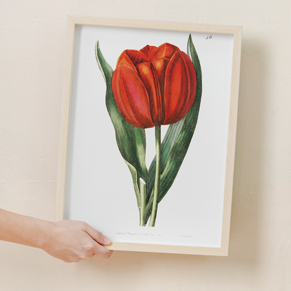 Gesner's tulip - Art Print