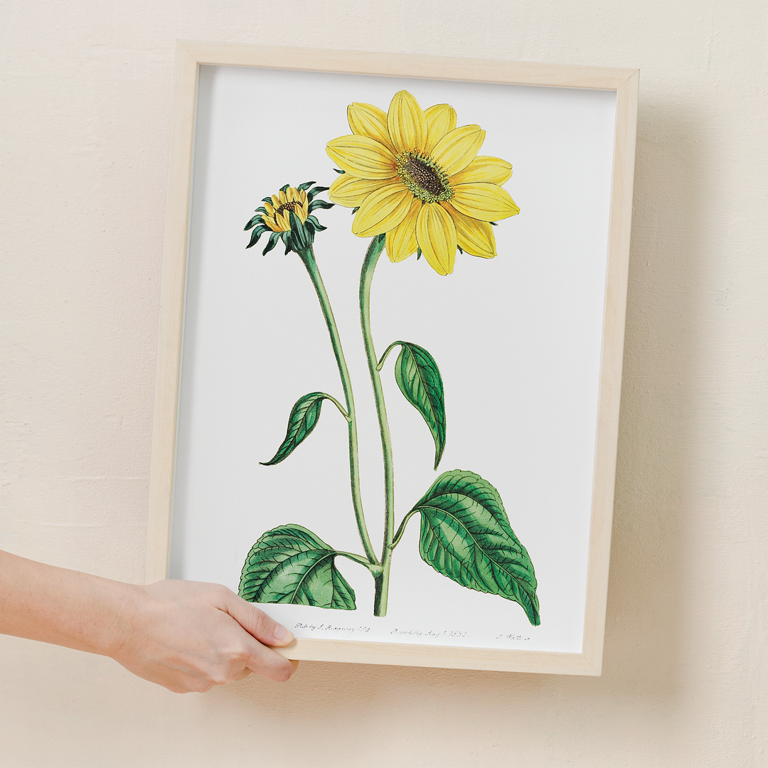 Trumpet stalked sunflower - Art Print