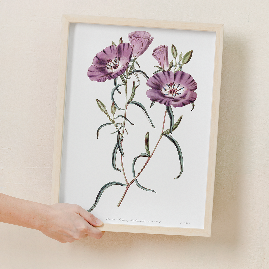 Large Purple Chilian Evening Primrose - Art Print