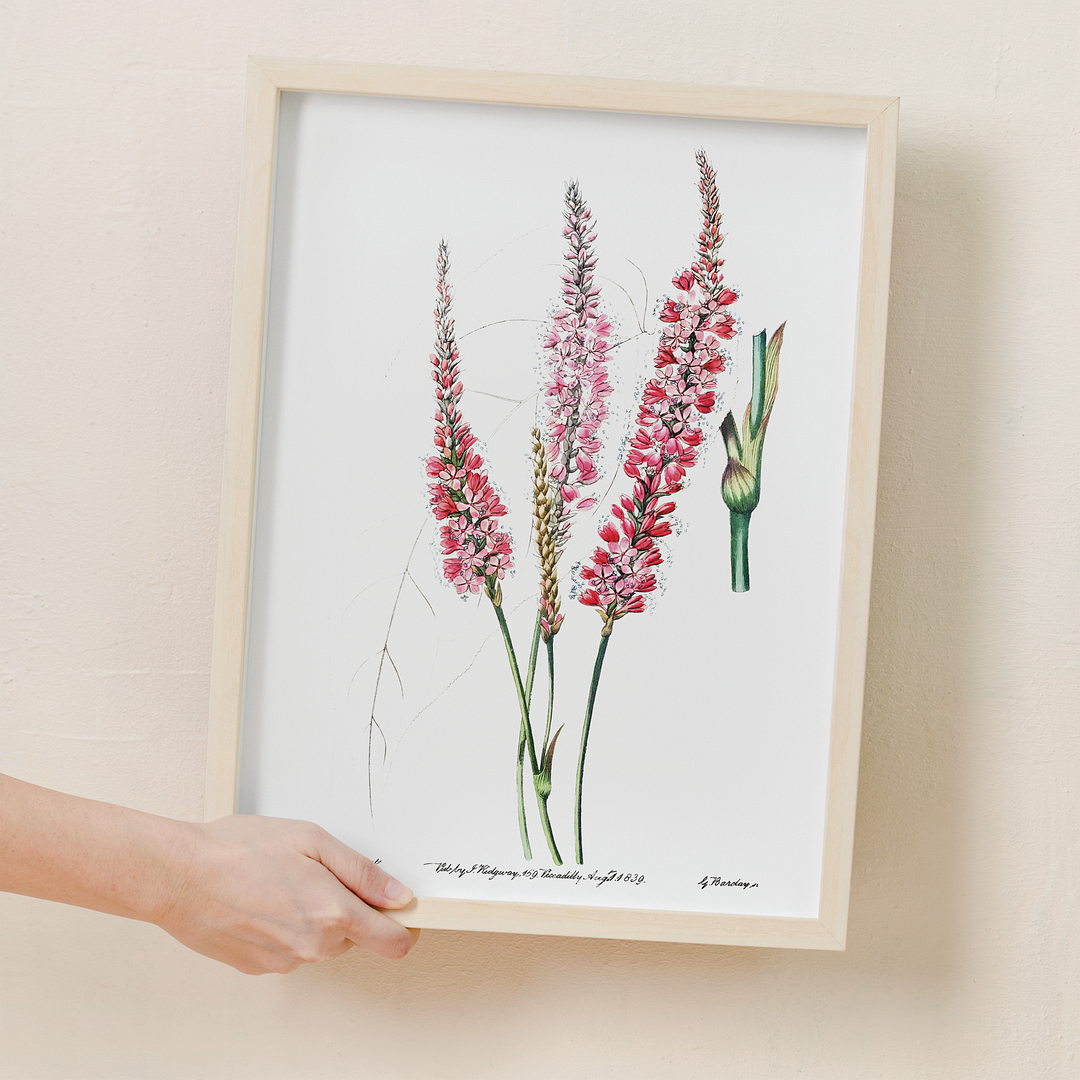 Stem-clasping polygonum - Art Print