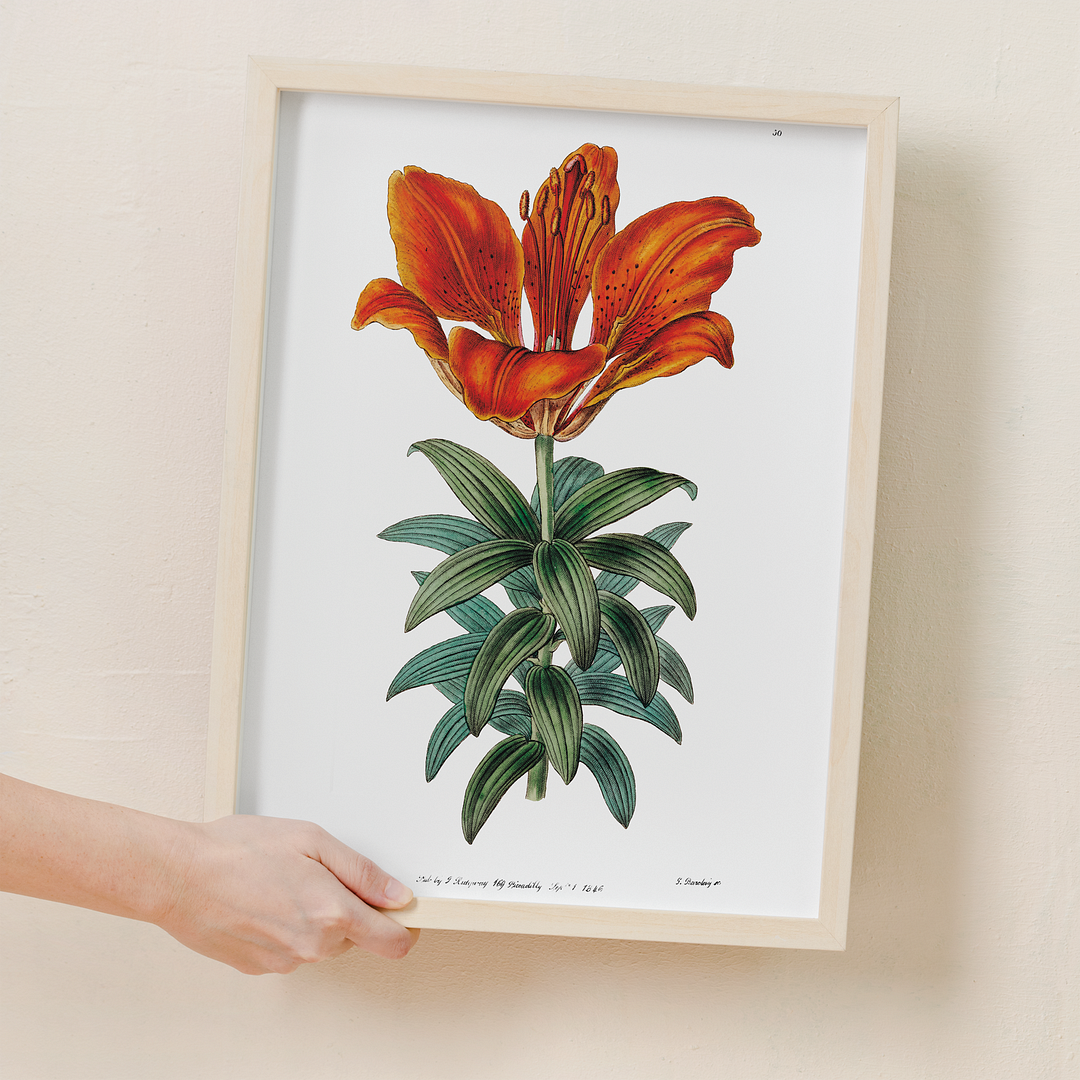 Blood red lily - Art Print