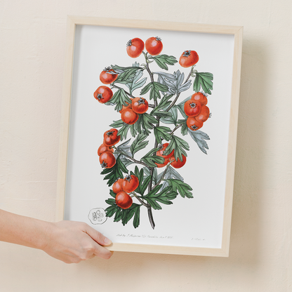 Sweetest-scented hawthorn - Art Print