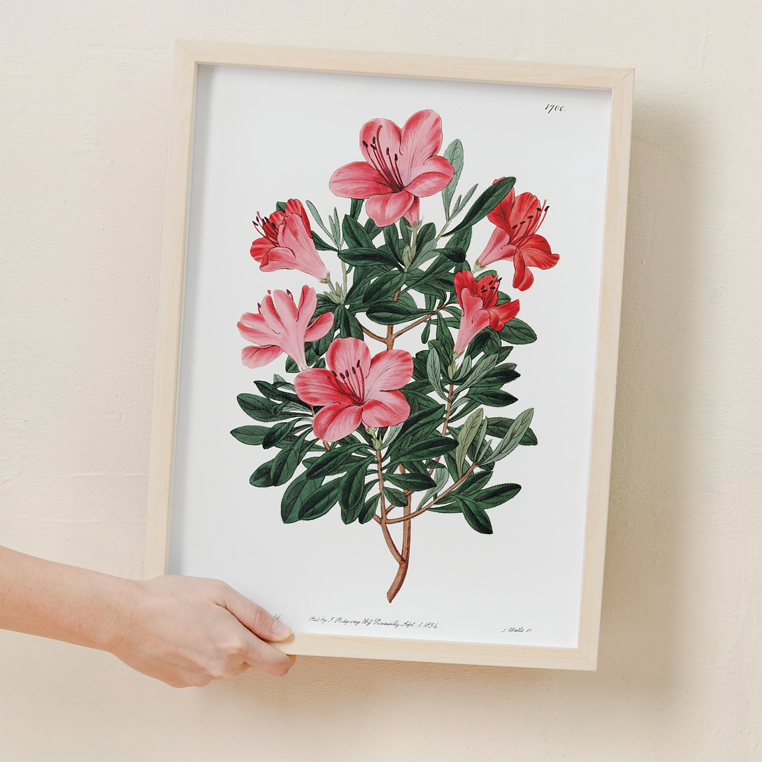 The brick-red Chinese azalea - Art Print