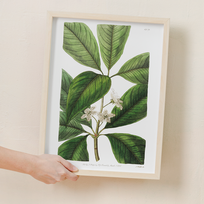 Large-leaved tristania - Art Print