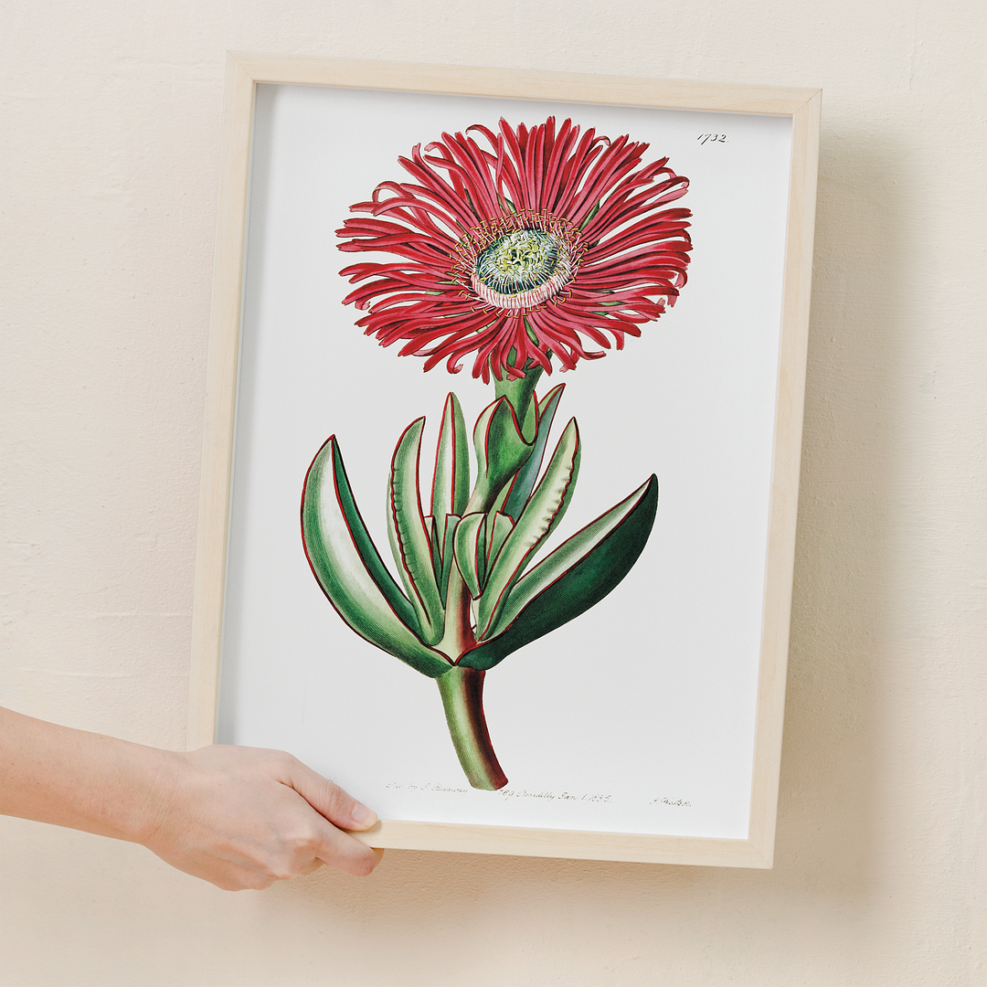 Red-Edged Fig Marigold - Art Print