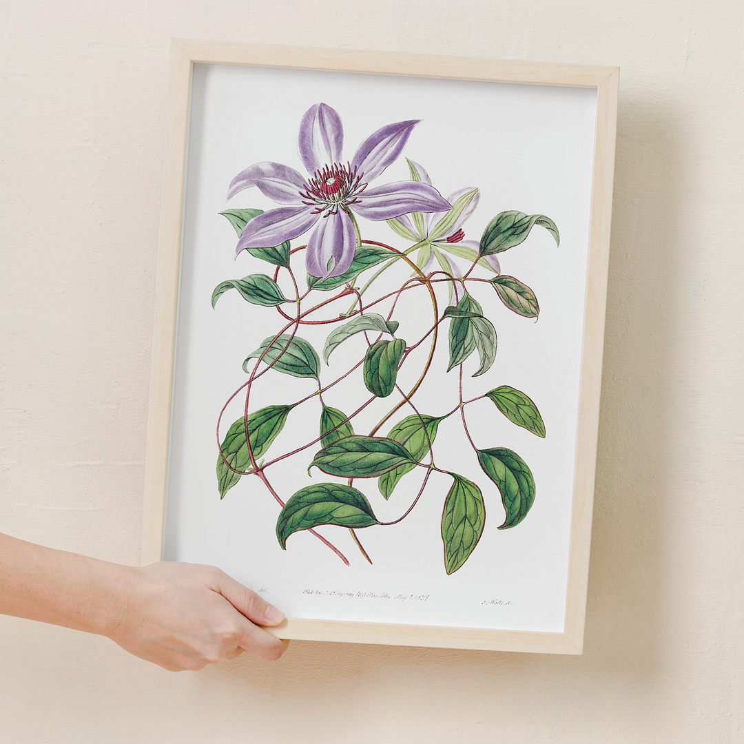 Violet clematis flower - Art Print