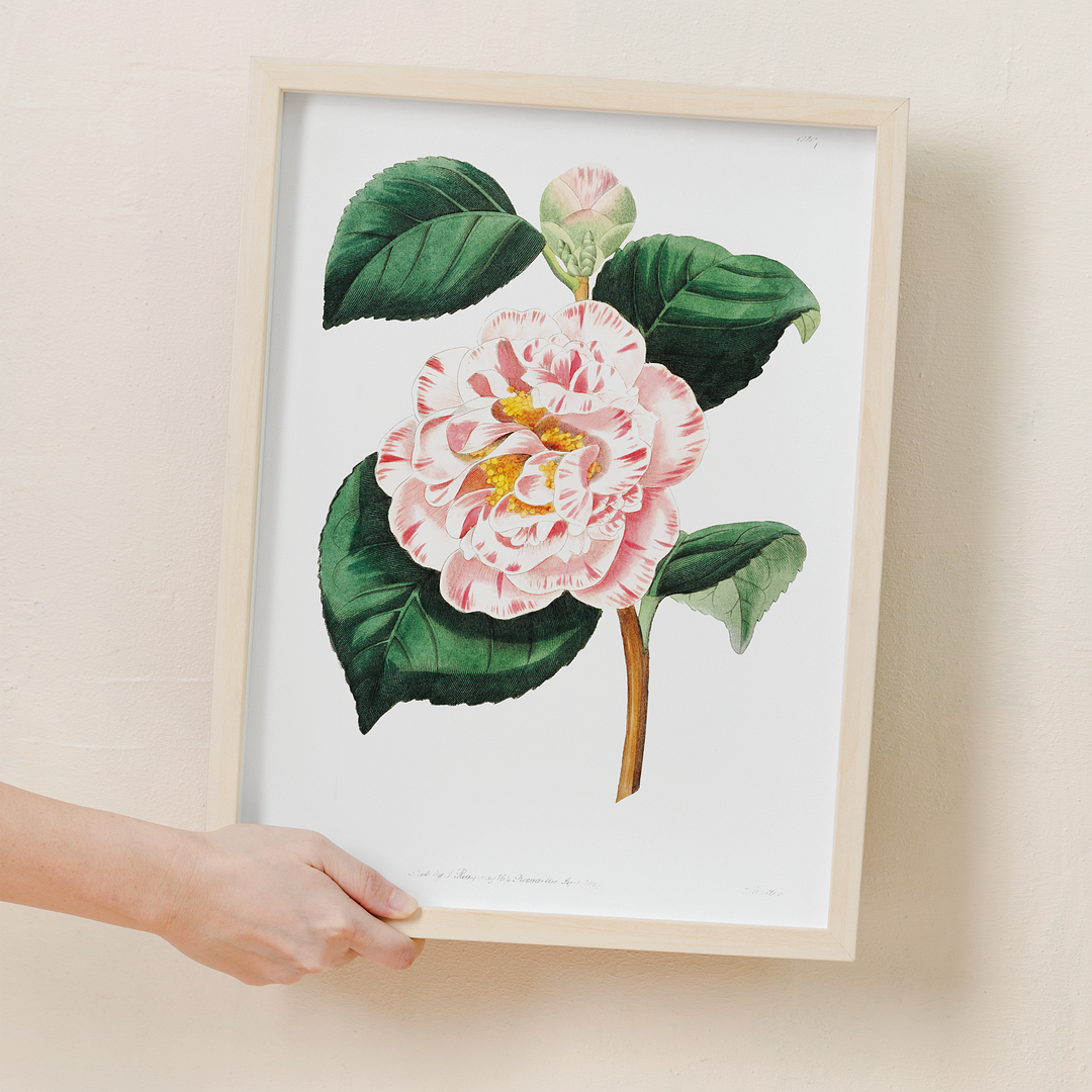 Gray's invincible camellia - Art Print