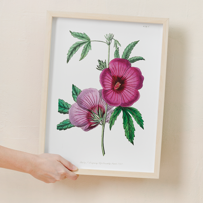 Mr.Lindley's Hibiscus - Art Print