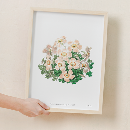 Piotta's oxalis flowers - Art Print