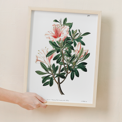 The variegated Chinese azalea - Art Print