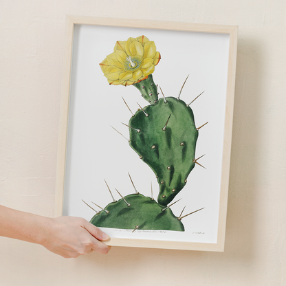 One spined opuntia - Art Print