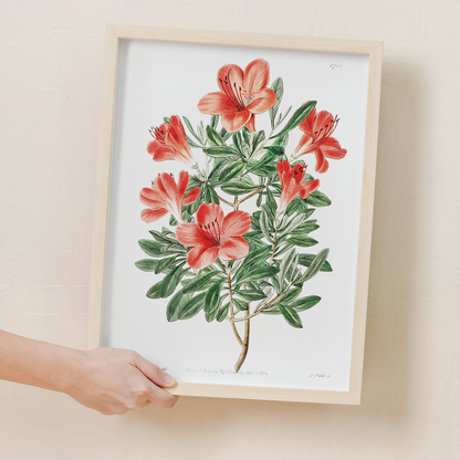 The brick-red Chinese azalea - Art Print