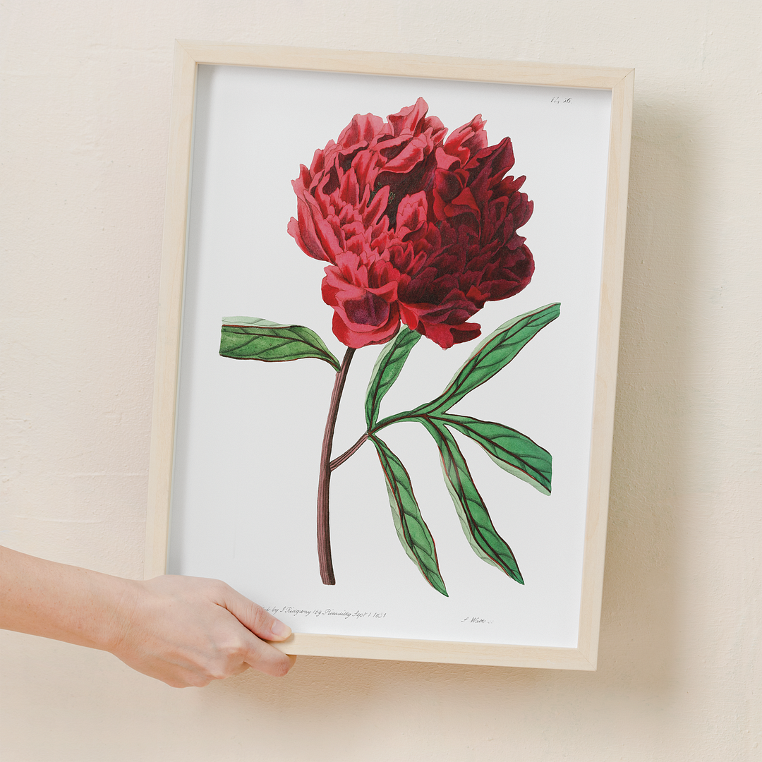 Pott's Chinese peony - Art Print