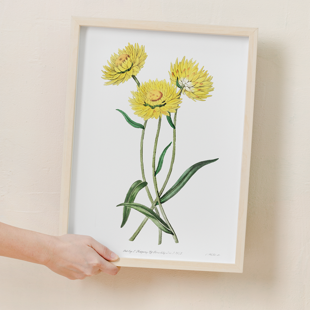 Two-coloured Helichrysum - Art Print