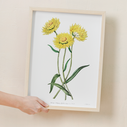 Two-coloured Helichrysum - Art Print