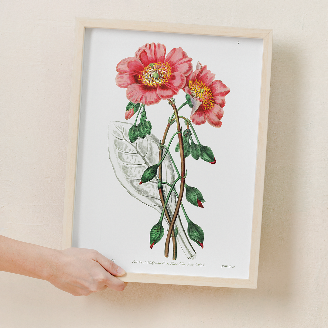 Discolored calandrinia - Art Print