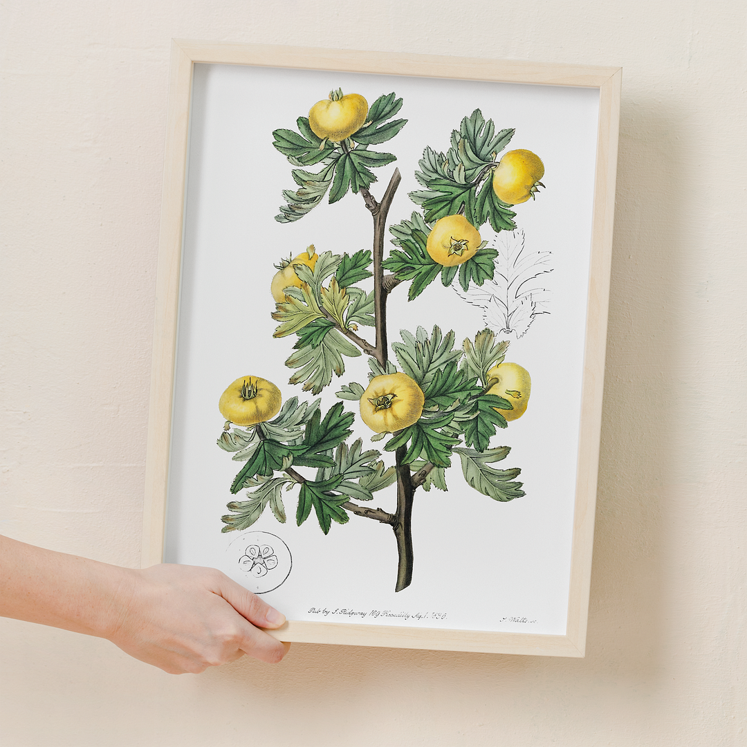 Tansy-leaved hawthorn - Art Print