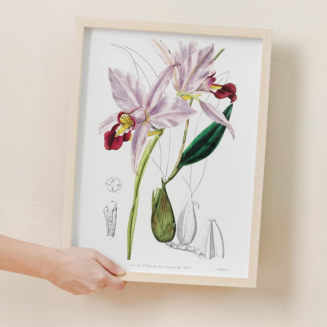 Bordered dwarf cattleya - Art Print