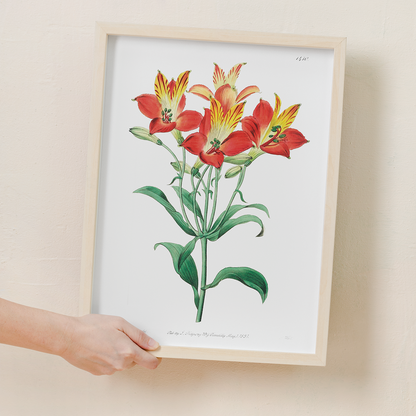 red speckled-flowered Alstromeria  - Art Print