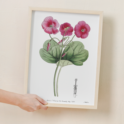 Bowie's oxalis - Art Print