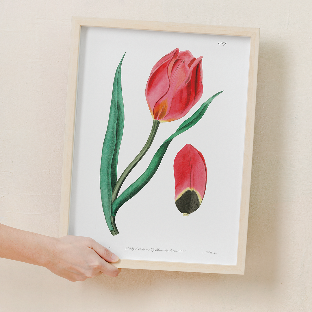 The Early Sun's Eye Tulip - Art Print