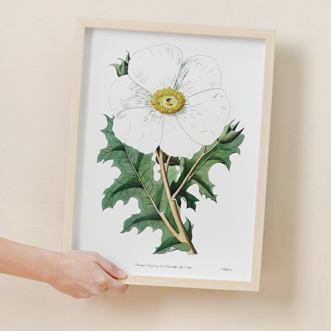 Large-flowered Mexican poppy - Art Print