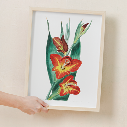 The parrot gladiole - Art Print