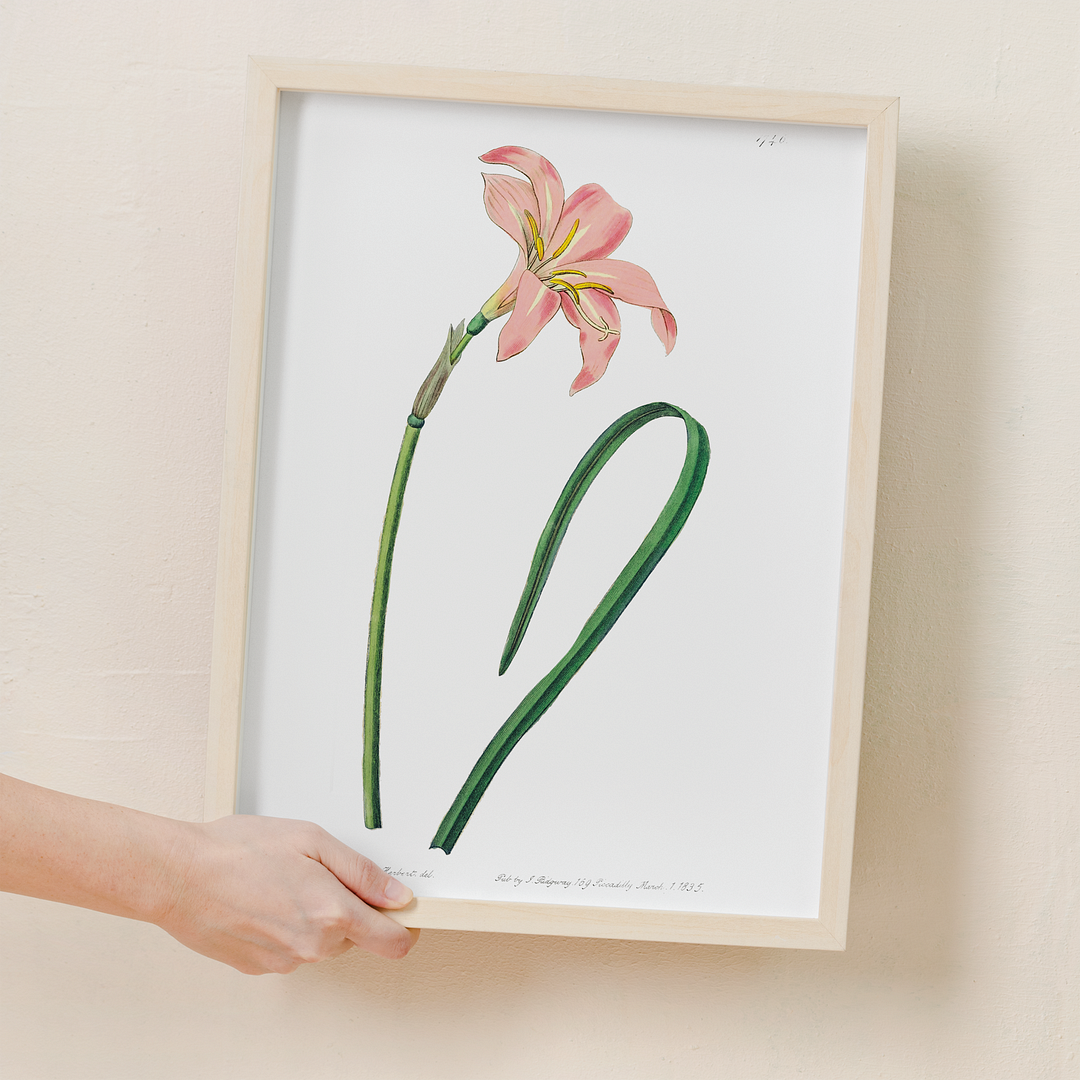 Spofforth Zephyranthes - Art Print