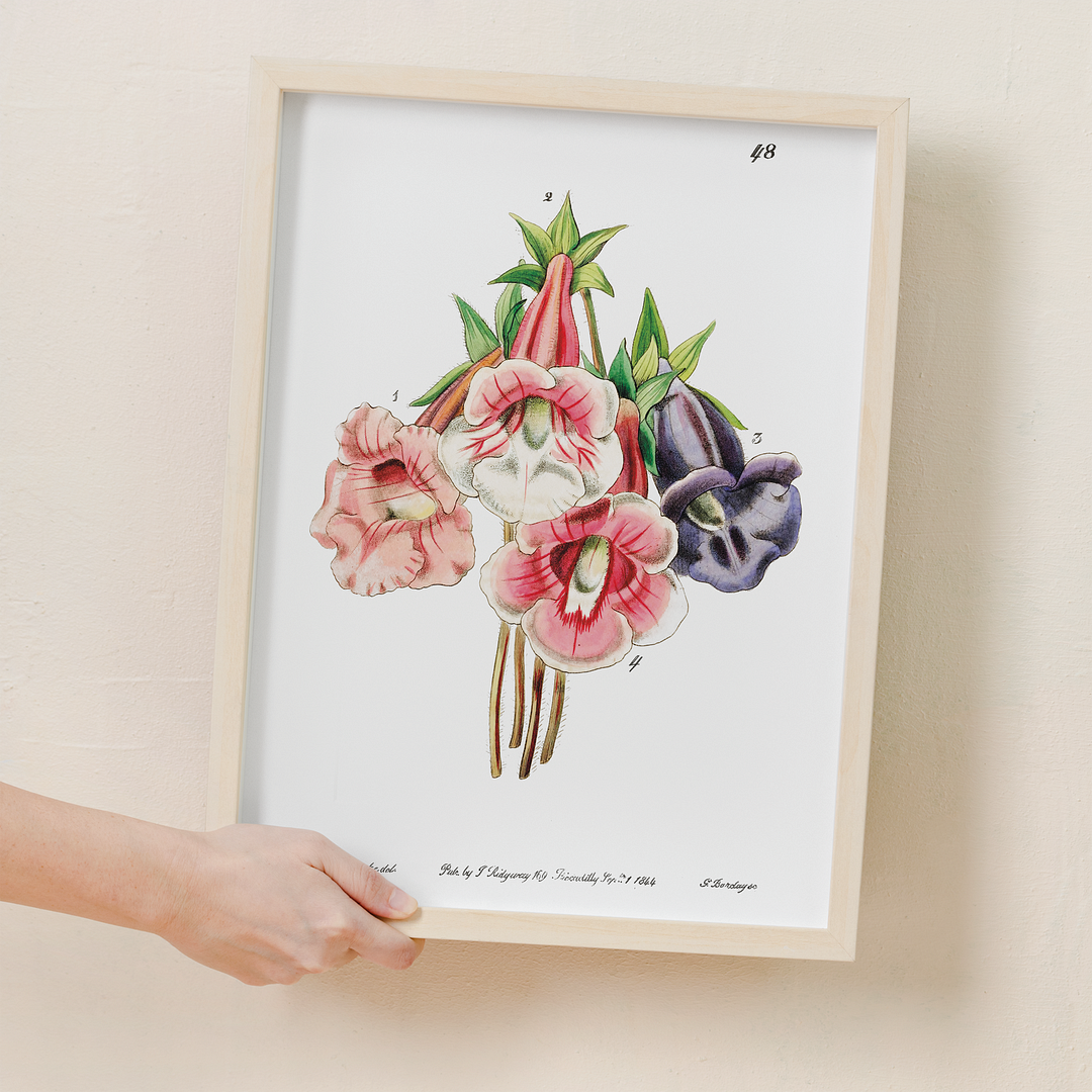 Gloxinia flower varieties - Art Print