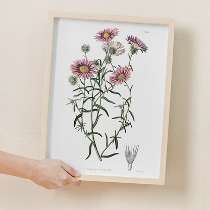 Hoary diplopappus - Art Print