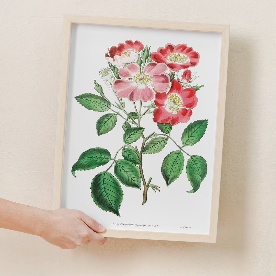 Rose clare - Art Print