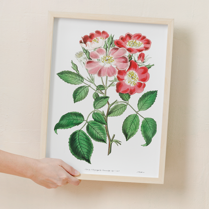 Rose clare - Art Print