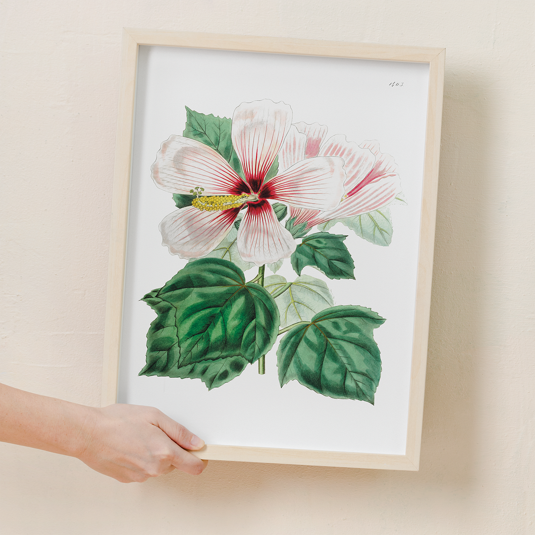 Marsh hibiscus - Art Print