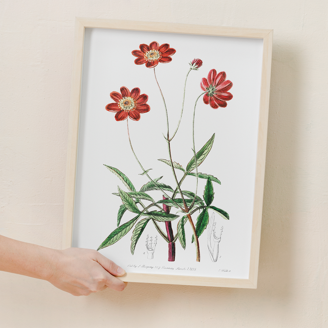 Scabious-like cosmos - Art Print