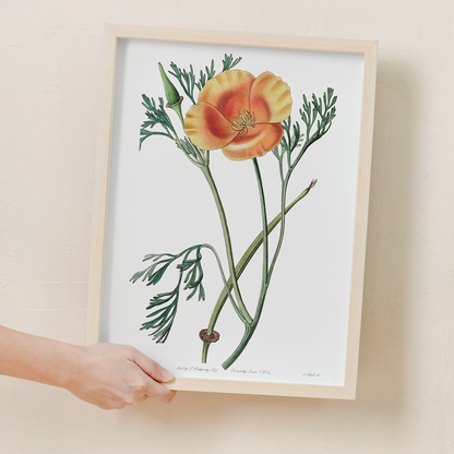 Saffron colored eschscholzia - Art Print