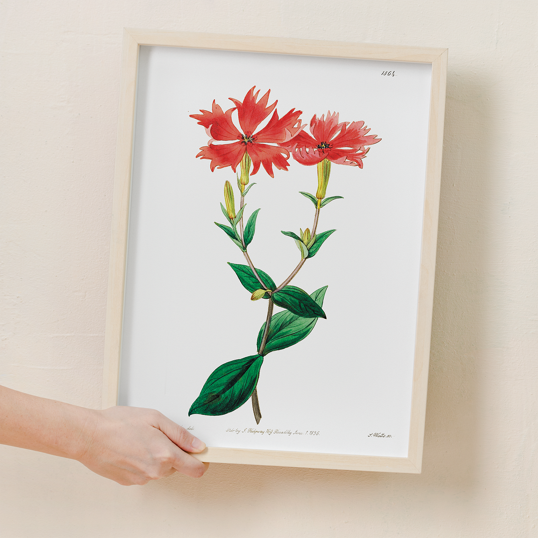 Bunge's lychnis flowers - Art Print