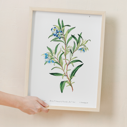 Narrow leaved sollya - Art Print