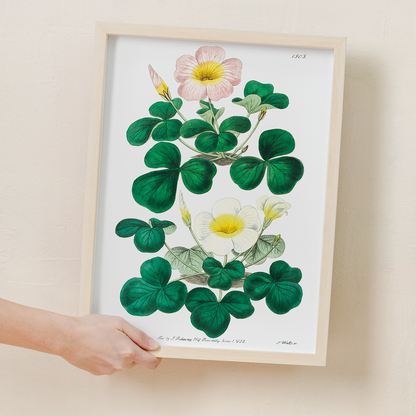 Variable oxalis  - Art Print