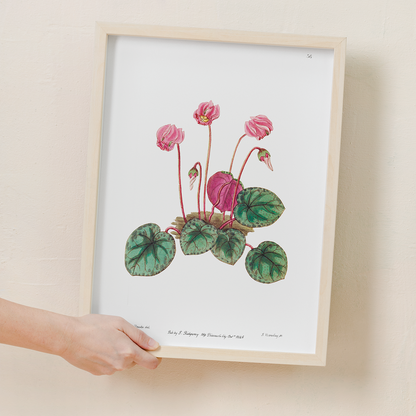 Shore cyclamen - Art Print