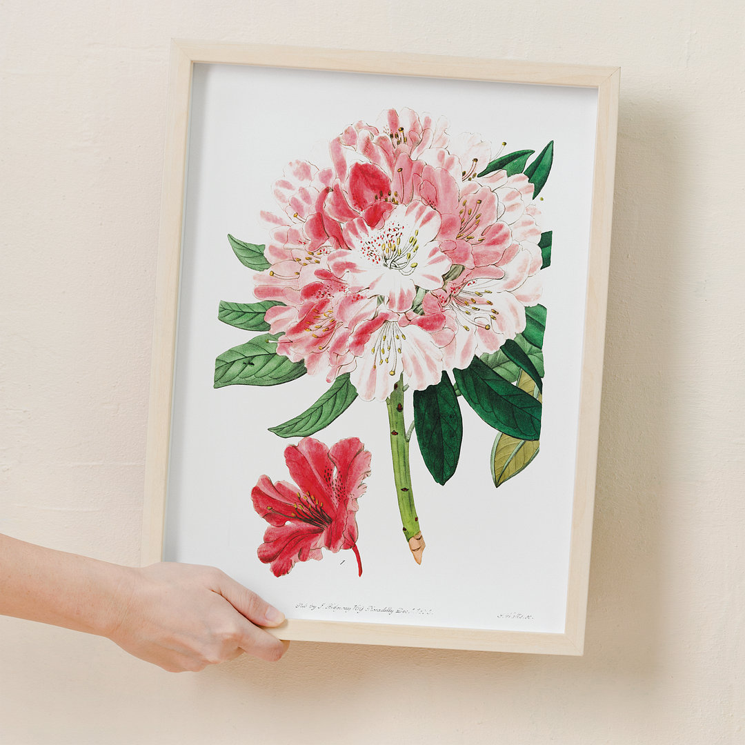 The lovely rhododendron - Art Print