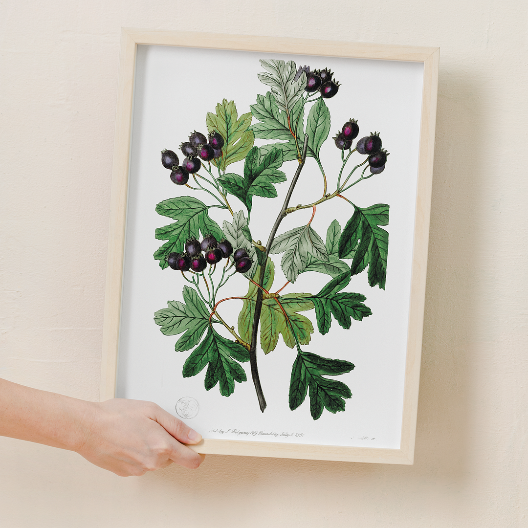 Broad-leaved thorn - Art Print