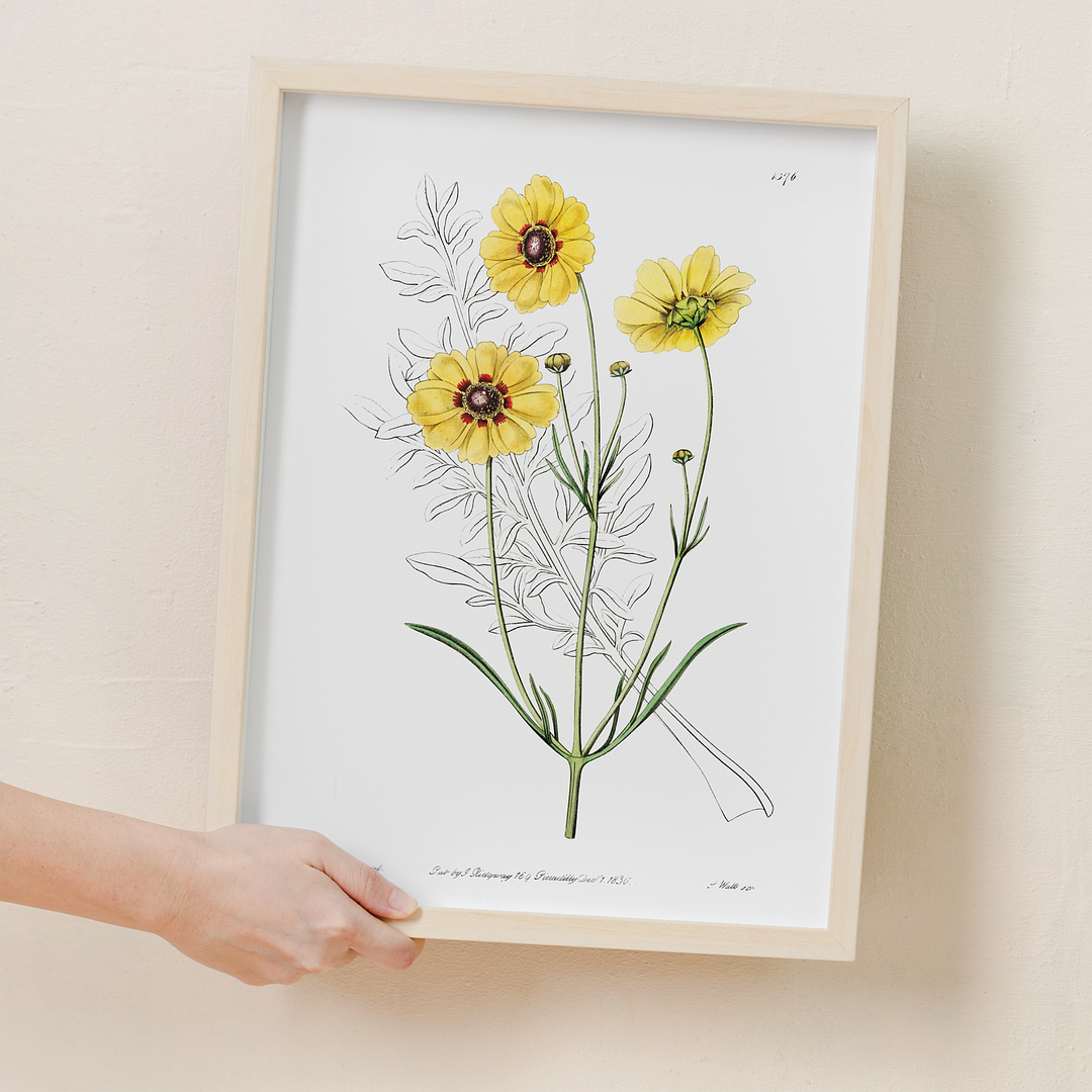 Perennial dyer's coreopsis - Art Print