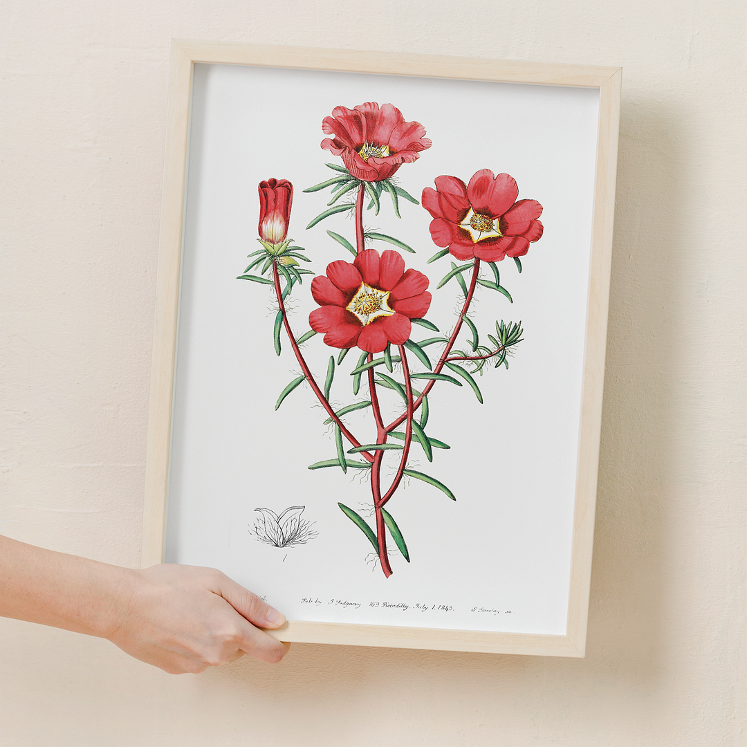 Portulaca splendens - Art Print