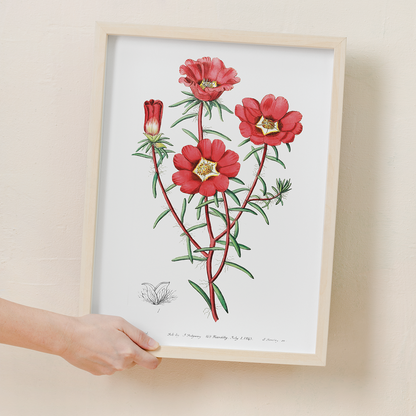 Portulaca splendens - Art Print