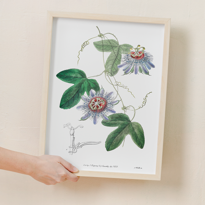 Lieut. sullivan's passion-flower - Art Print