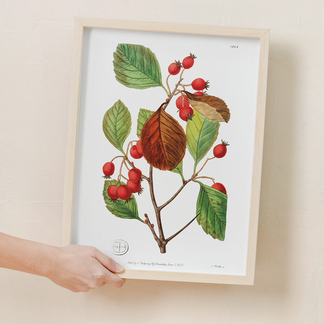 Plum leaved thorn - Art Print