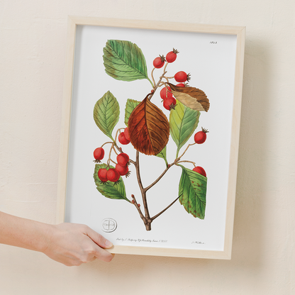 Plum leaved thorn - Art Print