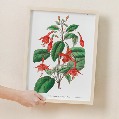 Standish's fuchsia - Art Print