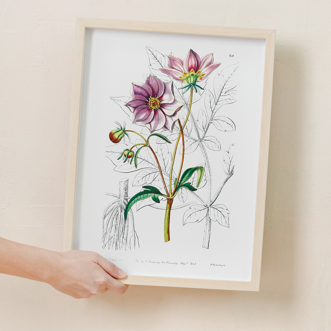 Smooth dwarf dahlia - Art Print