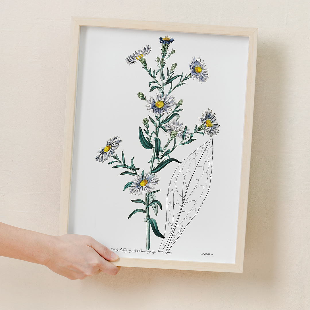 Glaucous aster - Art Print